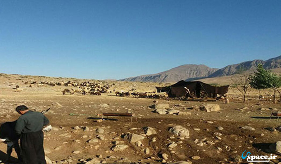 اقامتگاه بوم گردی کوچ بوم عشایری مله کبود استان لرستان- سیاه چادر
